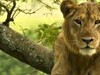 Uganda - Uganda hlavní 3 (Dreamstime)